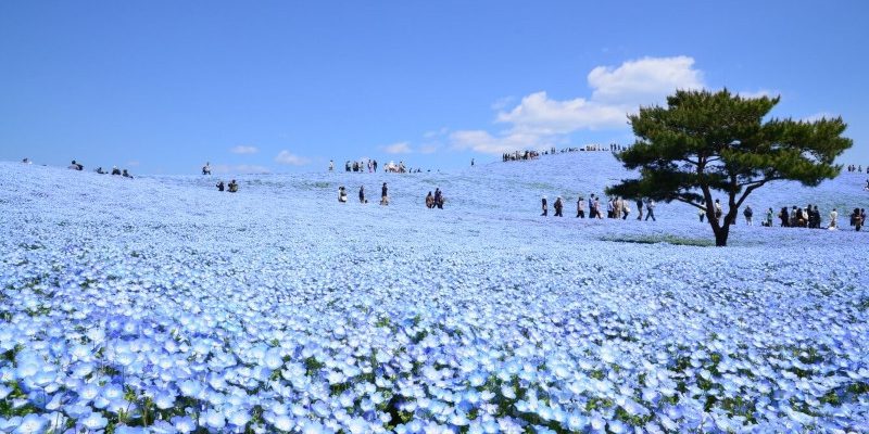 Không gian xanh biếc của hoa Nemophila