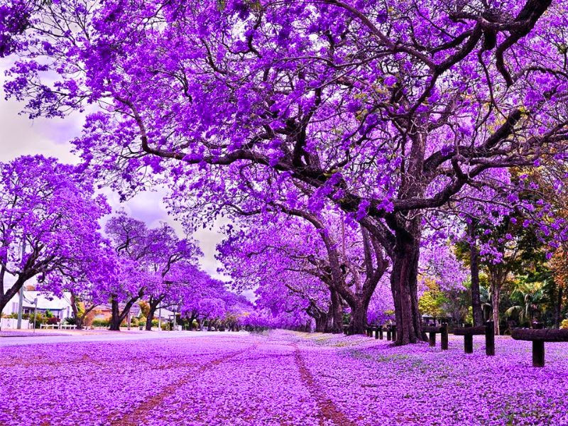 Sắc tím hoa Jacaranda lãng mạn